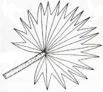 Palmate Partially Divided